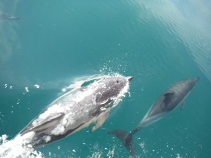 Dolphins Mid - Channel
