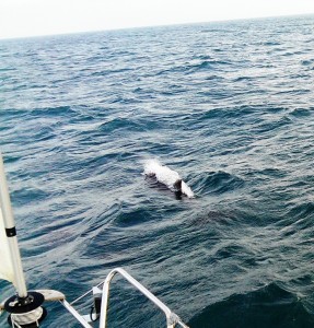 Dolphins off Guernsey - Cross Channel Yacht Sailing