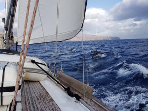 Dolphins Off La Gomera - Canaries