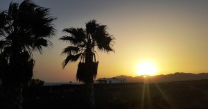 sunset palms